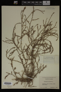 Polygonum aviculare image