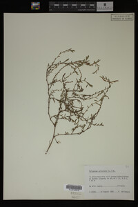 Polygonum aviculare image