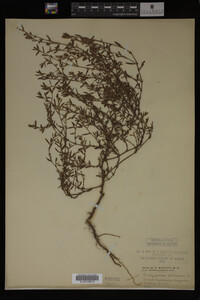 Polygonum aviculare image