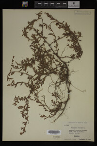 Polygonum aviculare image