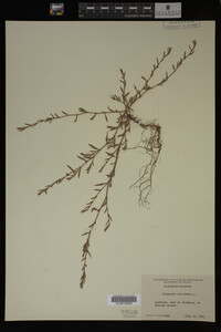 Polygonum aviculare image