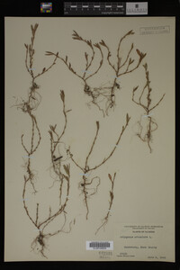Polygonum aviculare image