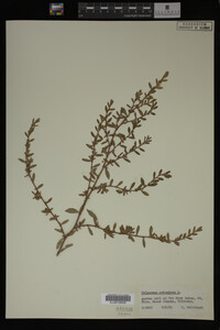 Polygonum aviculare image