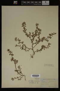 Polygonum aviculare image