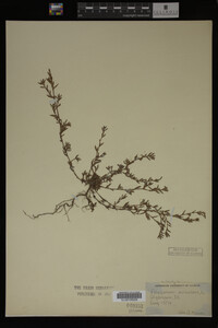 Polygonum aviculare image