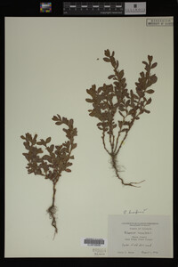 Polygonum aviculare image