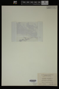 Polygonum aviculare image