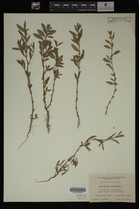 Polygonum aviculare image