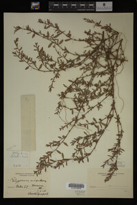 Polygonum aviculare image