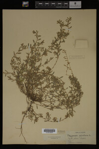 Polygonum aviculare image