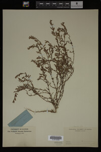 Polygonum aviculare image