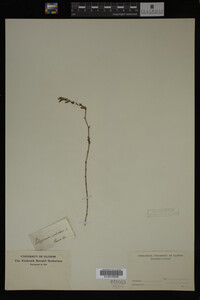 Polygonum aviculare image