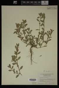 Polygonum aviculare image