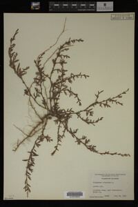 Polygonum aviculare image