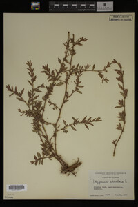 Polygonum aviculare image