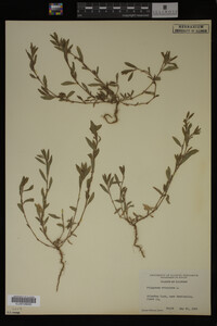 Polygonum aviculare image