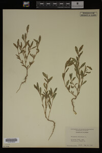 Polygonum aviculare image