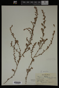 Polygonum aviculare image
