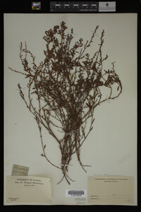 Polygonum aviculare image