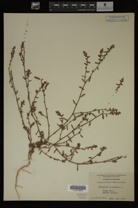 Polygonum aviculare image