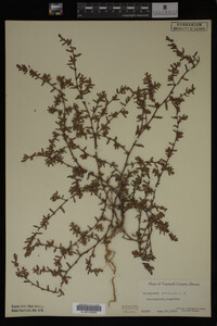 Polygonum aviculare image