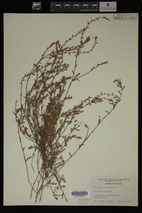 Polygonum aviculare image
