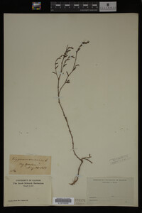 Polygonum aviculare image