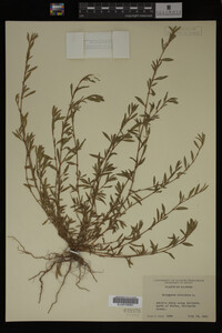 Polygonum aviculare image