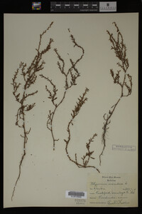 Polygonum aviculare image