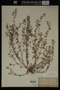 Polygonum aviculare image