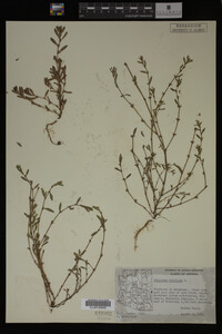 Polygonum aviculare image