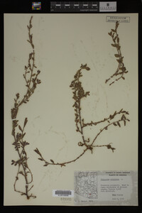 Polygonum aviculare image