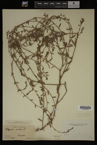 Polygonum aviculare image