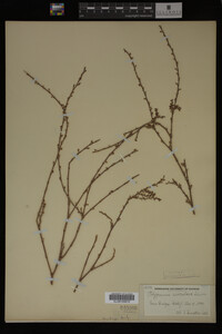 Polygonum aviculare image