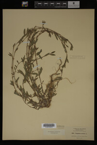 Polygonum aviculare image