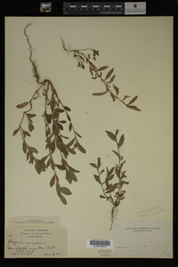 Polygonum aviculare image