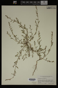 Polygonum aviculare image