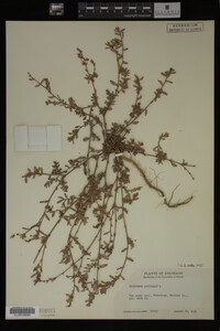 Polygonum aviculare image