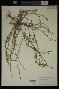 Polygonum aviculare image