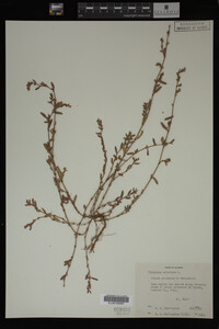 Polygonum aviculare image