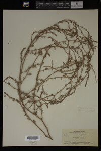 Polygonum aviculare image