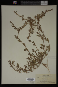 Polygonum aviculare image