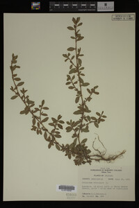 Polygonum aviculare image