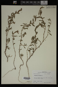 Polygonum aviculare image