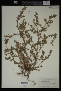 Polygonum aviculare image