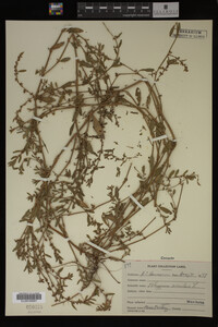 Polygonum aviculare image