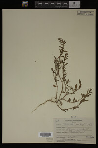 Polygonum aviculare image