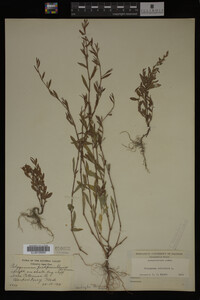 Polygonum aviculare image