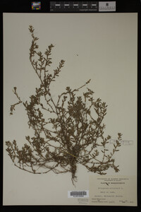 Polygonum aviculare image