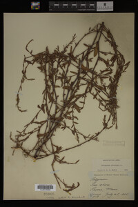 Polygonum aviculare image
